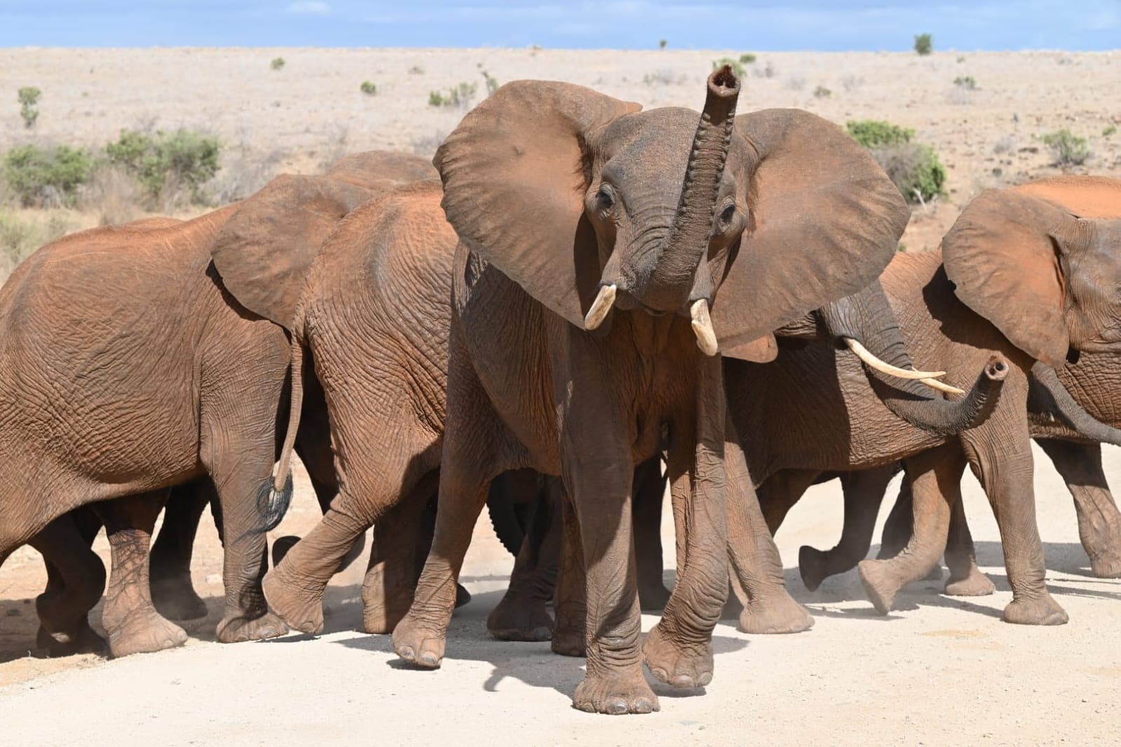 A herd of elephants walking directly toward the camera across the Tsavo plains