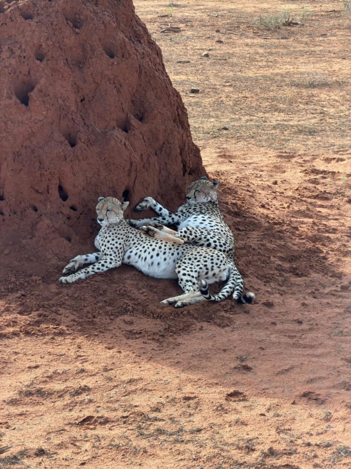 Two cheetahs resting beside a termite mound in Tsavo