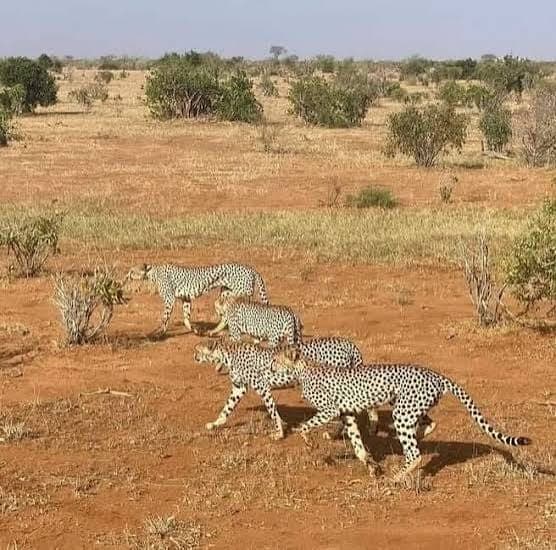 Four cheetahs walking in a line across the Tsavo savanna